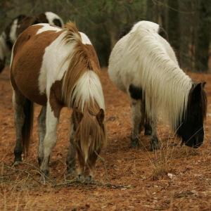 Chincoteague Island